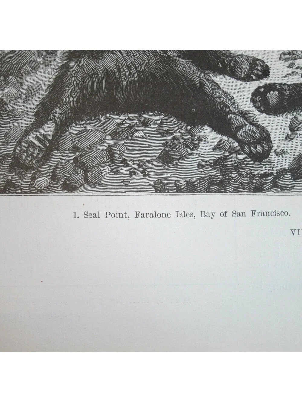 Antique 1888 Print 